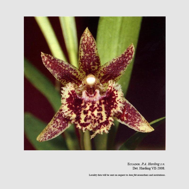 Kefersteinia pseudopelliata